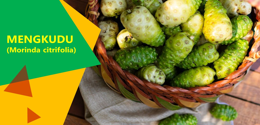 Buah Mengkudu Obati Hipertensi Buah Mengkudu Obati Hipertensi